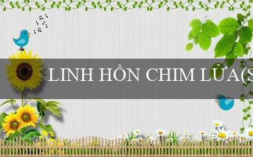 LINH HỒN CHIM LỬA(Sàn cá cược trực tuyến Việt Nam – Vo88)